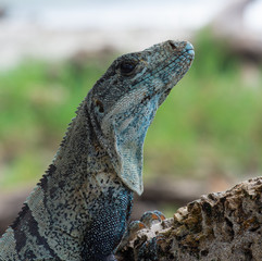 Black Spiny Tailed Iguana Ctenosaura Similis