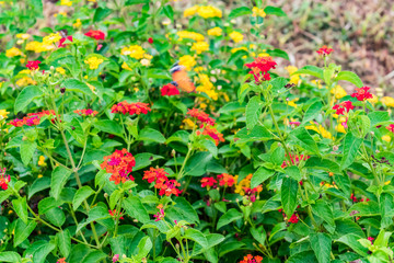 beautiful colourful blooming Lantana camara on a garden with butterfly flying on flower with greenery leaves in rainy season.