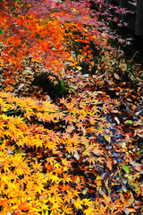 モミジの紅葉と水面に浮かぶ落ち葉