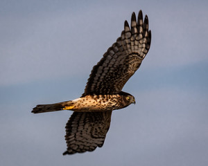 Harrier in flight