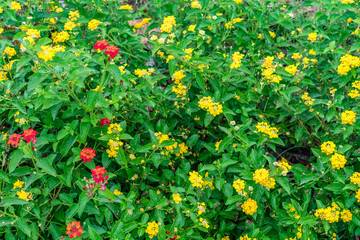 beautiful colourful blooming Lantana camara on a garden with butterfly flying on flower with greenery leaves in rainy season.