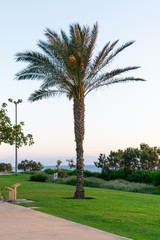 Fototapeta premium palm