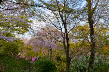 Obraz premium Arashiyama, Kyoto, Japon