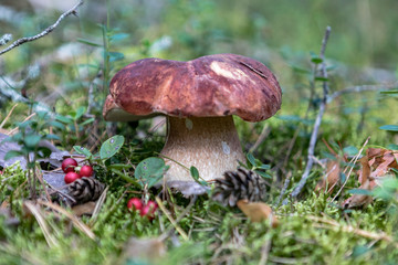 Грибы в лесу