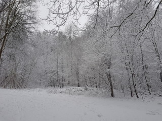 Wald im Winter