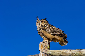 Obraz premium Gufo appollaiato 