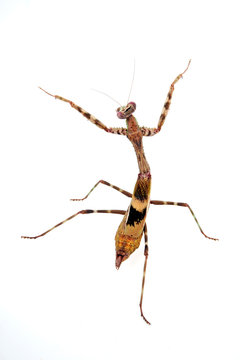 afrikanische Gottesanbeterin / Weibchen (Parasphendale affinis) - budwing mantis / female