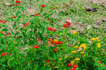 beautiful colourful blooming Lantana camara on a garden with butterfly flying on flower with greenery leaves in rainy season.