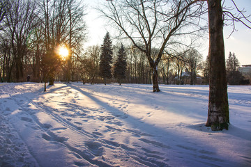 Winter sunset in the park