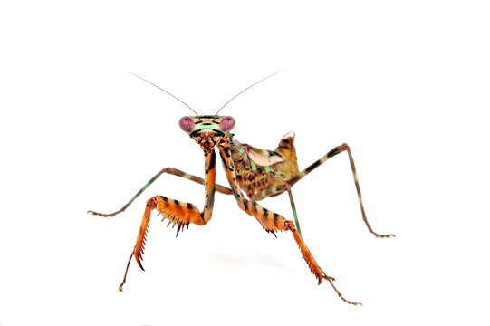 afrikanische Gottesanbeterin / Weibchen (Parasphendale affinis) - budwing mantis / female