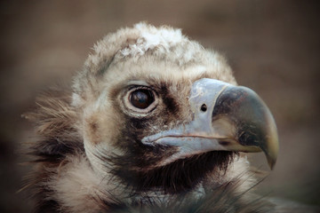 portrait of cinereous vulture