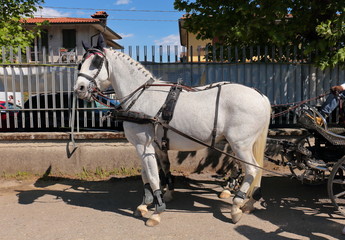 The white horse with crew for carriage