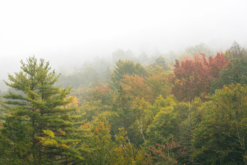 Trees in fog, at Minnewaska State Park, in the Shawangunk Mountains, New York