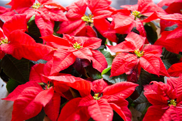 Christmas plant in bloom. Poinsettia in bloom as Christmas decorations. Traditional red Christmas stars in bloom as Christmas decorations. 
