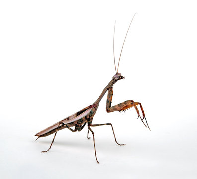 afrikanische Gottesanbeterin / M&auml;nnchen (Parasphendale affinis) - budwing mantis / male