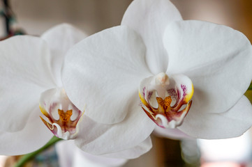 Orchideen 2