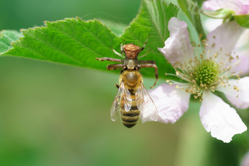 Spider-backed (lat. Thomisidae) eats a bee (lat. Anthophila) on the flower of garden large-fruited BlackBerry (lat. Rubus)