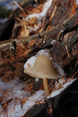 champignon sous la neige