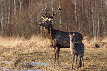 A pair of deer in the woods