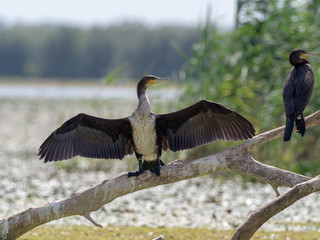 Kormoran