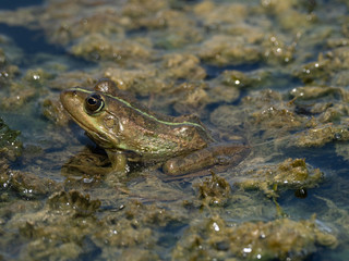 Frosch