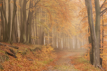 Wanderweg im herbstlichen Buchenwald
