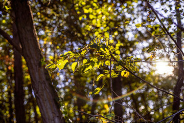 Leafes in the sunlight