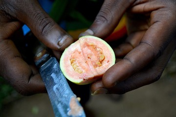 guave sansibar