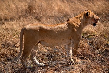 löwin am strassenrand serengeti