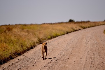 Naklejka premium löwin auf strasse serengeti afrika