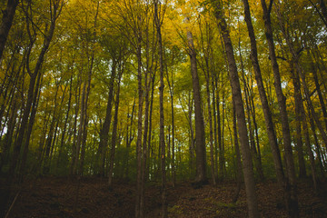Obraz premium Lush forest landscape during fall. Autumn colors showing on trees growing in a beautiful woods