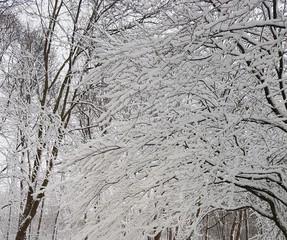 Viele Äste im Schnee