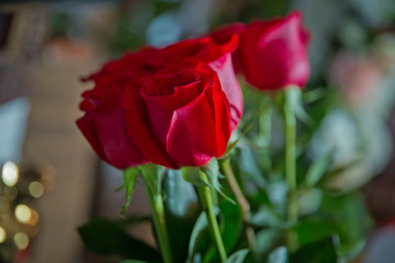 Red rose flowers . Red roses flowers with valentine festival and beautiful blur bouquet background . 8 marc . Very beautiful Red roses flowers . Soft box shot