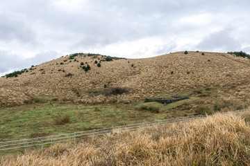 Yongnuni Oreum Reeds