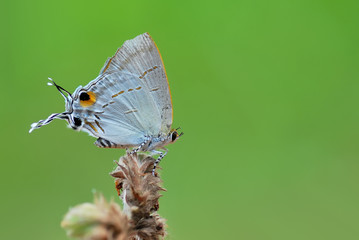 Fototapeta premium butterfly