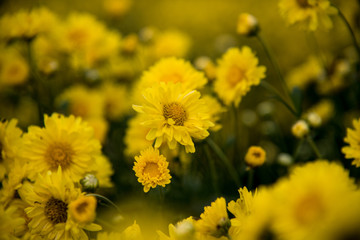 Chinese chrysanthemum flowers in the garden