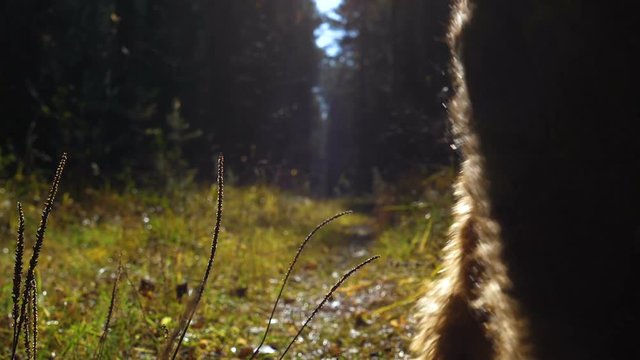 A little girl and dog breed Airedale Terrier run along the sun-drenched path in the autumn coniferous forest.