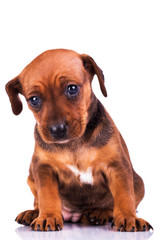 Adorable miniature pinscher puppy