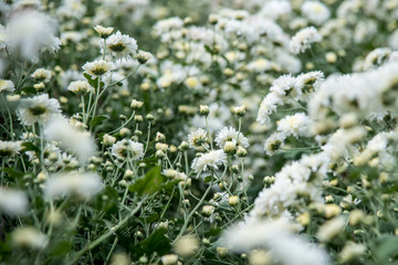 White chrysanthemum in the garden 