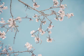 Almond blossoming branch, blue sky. Welcome spring, retro tone.