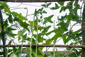 Arch creeper plants ,yardlong bean 