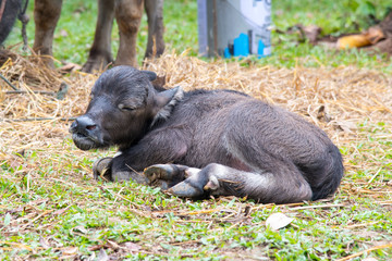 Baby water buffalo sleeping on grass