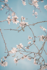 Hello, spring. Abstract dreamy image of spring. Blurred white cherry blossoms tree on blue sky background. Selective focus. Vintage trendy toned.