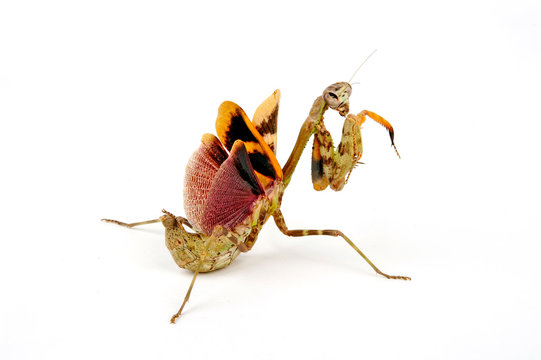 Tansania-Gottesanbeterin (Parasphendale agrionina) - budwing mantis