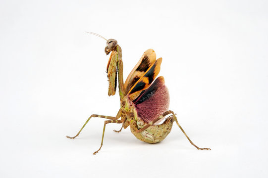 Tansania-Gottesanbeterin (Parasphendale agrionina) - budwing mantis