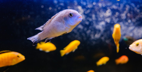 Exotic tropical fish closeup swimming underwater