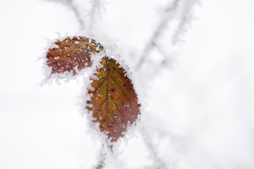 Winterliche Blätter