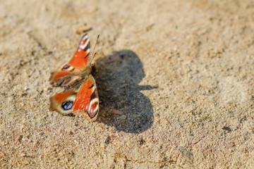 European Common Peacock red butterfly, Aglais io, Inachis io on the ground, wings spread open.