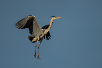 Grey Heron (Ardea cinerea)