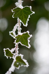 Gefrorene Efeublätter